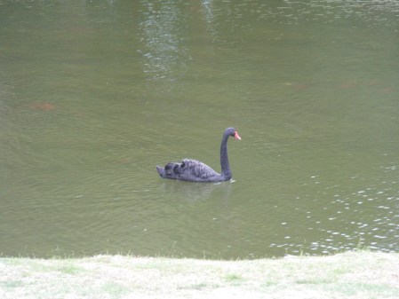 When a swan meets a Swan, coming through the rye...