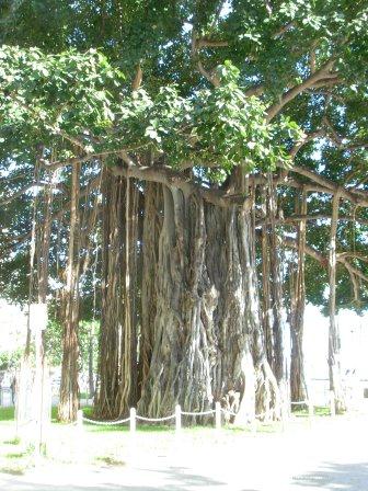 Chinese music under banyan tree, here at the dude ranch across the sea